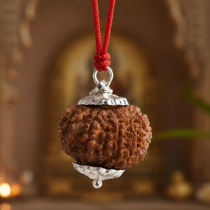 16 Mukhi Nepali Rudraksha - Solah Mukhi