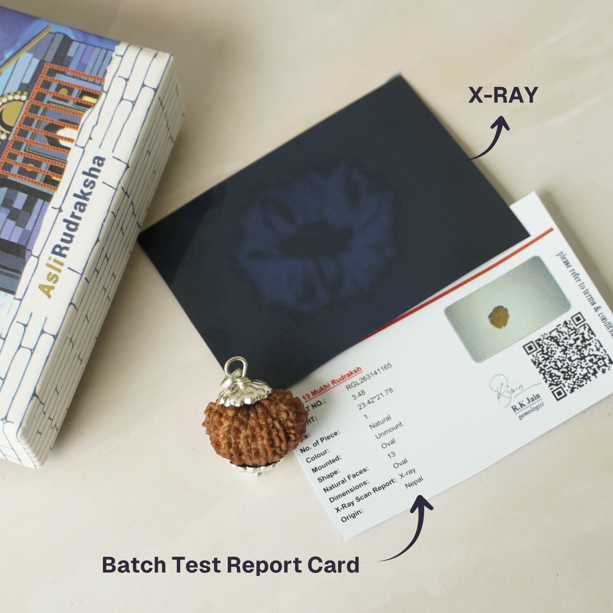 13 Mukhi Nepali Rudraksha - Terah Mukhi
